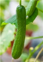 Cucumis sativus 'Salamanda F1' - Mini-Snackgurke 'Salamanda F1'