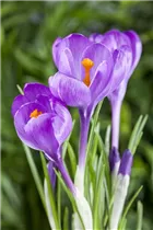 Crocus chrysanthus - Garten-Krokus Crocus chrysanthus - Garten-Krokus