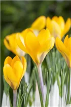 Crocus chrysanthus - Garten-Krokus Crocus chrysanthus - Garten-Krokus