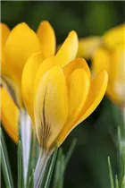 Crocus chrysanthus - Garten-Krokus Crocus chrysanthus - Garten-Krokus