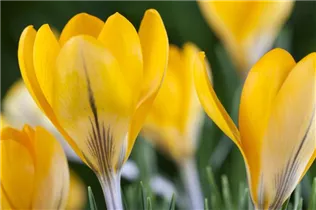 Crocus chrysanthus - Garten-Krokus Crocus chrysanthus - Garten-Krokus