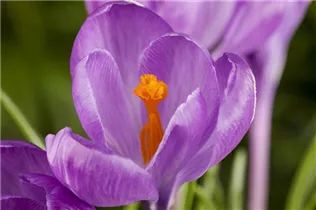 Crocus chrysanthus - Garten-Krokus Crocus chrysanthus - Garten-Krokus
