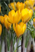 Crocus chrysanthus - Garten-Krokus Crocus chrysanthus - Garten-Krokus