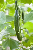 Cucumis sativus 'Schlangengurke' - Schlangengurke
