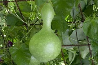 Cucurbita lagenaria - Flaschenkürbis Cucurbita lagenaria - Flaschenkürbis