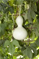 Cucurbita lagenaria - Flaschenkürbis Cucurbita lagenaria - Flaschenkürbis