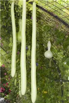 Cucurbita lagenaria - Flaschenkürbis Cucurbita lagenaria - Flaschenkürbis