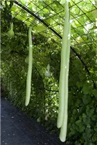 Cucurbita lagenaria - Flaschenkürbis Cucurbita lagenaria - Flaschenkürbis