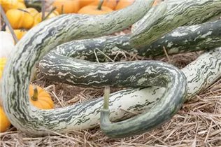 Cucurbita lagenaria - Flaschenkürbis Cucurbita lagenaria - Flaschenkürbis