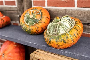 Cucurbita maxima 'Bischofsmütze' - Kürbis 'Bischofsmütze' Cucurbita maxima 'Bischofsmütze' - Kürbis 'Bischofsmütze'