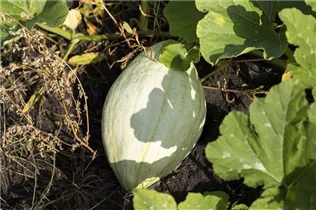 Cucurbita maxima 'Blue Hubbard' - Speisekürbis 'Blue Hubbard' Cucurbita maxima 'Blue Hubbard' - Speisekürbis 'Blue Hubbard'