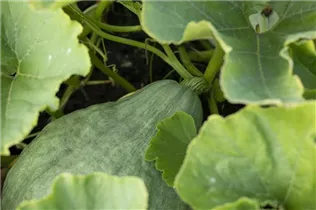 Cucurbita maxima 'Blue Hubbard' - Speisekürbis 'Blue Hubbard' Cucurbita maxima 'Blue Hubbard' - Speisekürbis 'Blue Hubbard'
