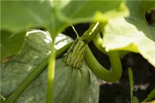 Cucurbita maxima 'Blue Hubbard' - Speisekürbis 'Blue Hubbard' Cucurbita maxima 'Blue Hubbard' - Speisekürbis 'Blue Hubbard'