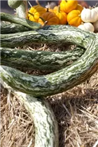 Cucurbita moschata - Moschus-Kürbis Cucurbita moschata - Moschus-Kürbis