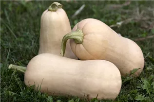 Cucurbita moschata - Moschus-Kürbis Cucurbita moschata - Moschus-Kürbis