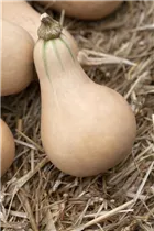 Cucurbita moschata - Moschus-Kürbis Cucurbita moschata - Moschus-Kürbis