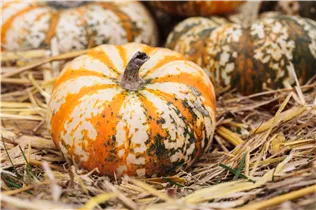 Cucurbita moschata - Moschus-Kürbis Cucurbita moschata - Moschus-Kürbis