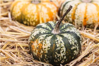 Cucurbita moschata - Moschus-Kürbis Cucurbita moschata - Moschus-Kürbis