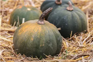 Cucurbita moschata - Moschus-Kürbis Cucurbita moschata - Moschus-Kürbis