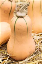 Cucurbita moschata - Moschus-Kürbis Cucurbita moschata - Moschus-Kürbis