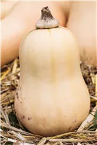 Cucurbita moschata - Moschus-Kürbis Cucurbita moschata - Moschus-Kürbis