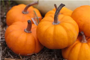 Cucurbita moschata - Moschus-Kürbis Cucurbita moschata - Moschus-Kürbis