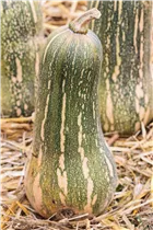 Cucurbita moschata - Moschus-Kürbis Cucurbita moschata - Moschus-Kürbis