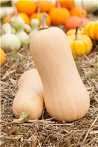 Cucurbita moschata 'Butternut' - Moschus-Kürbis 'Butternut'