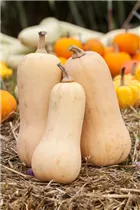 Cucurbita moschata 'Butternut' - Moschus-Kürbis 'Butternut'