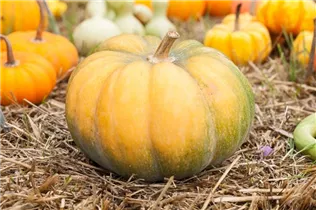 Cucurbita moschata 'Muscat de Provence' - Moschus-Kürbis 'Muscat de Provence'