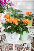 Crossandra infundibuliformis - Crossandra Crossandra infundibuliformis - Crossandra