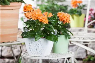 Crossandra infundibuliformis - Crossandra Crossandra infundibuliformis - Crossandra