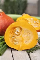 Cucurbita pepo - Gartenkürbis