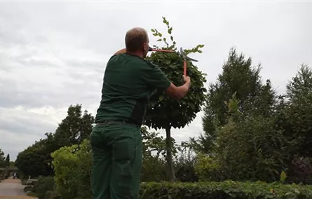Hainbuche - Kugelförmig zurückschneiden Hainbuche - Kugelförmig zurückschneiden