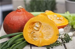 Cucurbita pepo - Gartenkürbis