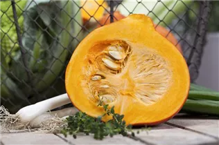 Cucurbita pepo - Gartenkürbis