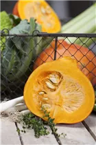 Cucurbita pepo - Gartenkürbis