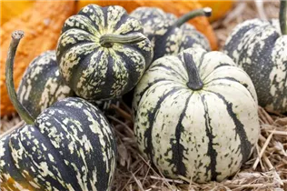 Cucurbita pepo - Gartenkürbis