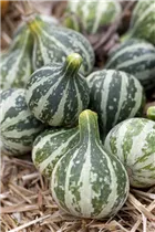 Cucurbita pepo - Gartenkürbis