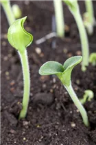 Cucurbita pepo - Gartenkürbis