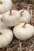 Cucurbita pepo 'Baby Boo' - Kürbis