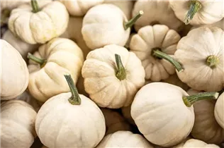 Cucurbita pepo 'Baby Boo' - Kürbis