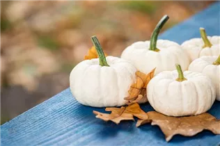 Cucurbita pepo 'Baby Boo' - Kürbis