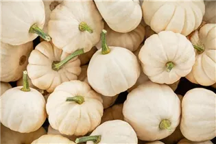 Cucurbita pepo 'Baby Boo' - Kürbis