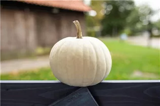Cucurbita pepo 'Baby Boo' - Kürbis