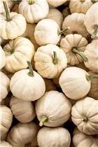 Cucurbita pepo 'Baby Boo' - Kürbis