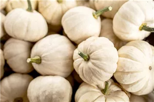 Cucurbita pepo 'Baby Boo' - Kürbis