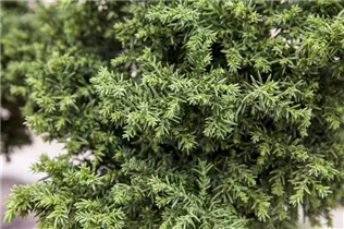 Cryptomeria japonica - Sicheltanne