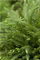 Cryptomeria japonica - Sicheltanne