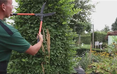 Hainbuche - Zurückschneiden Hainbuche - Zurückschneiden